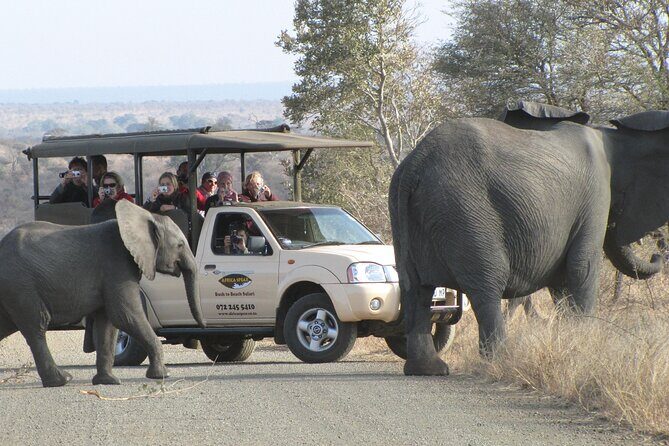 Full Day Safari Shared Tour at Kruger National Park - Open Safari Vehicles and VHF Radios: How You Improve Your Odds