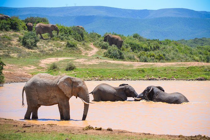 Full Day Safari Tour In Addo Elephant National Park - Key highlights you’ll actually care about