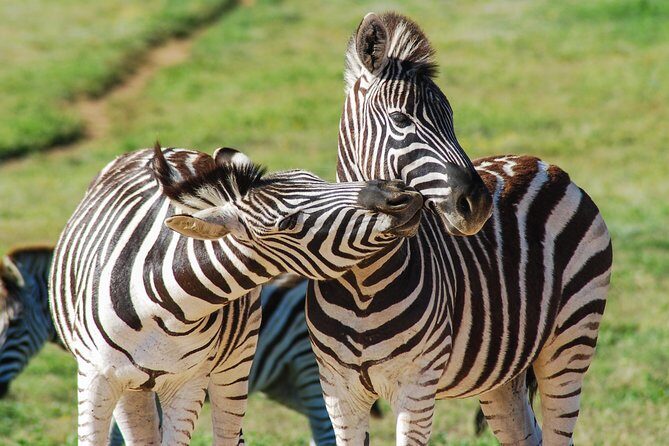 Full Day Safari Tour In Addo Elephant National Park - Addo Elephant National Park: the “why” behind a full day