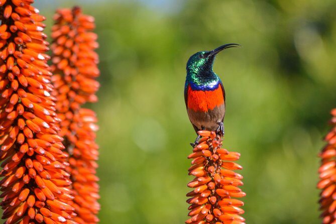 Full Day Safari Tour In Addo Elephant National Park - South Gate to Mathyolweni Gate: how the day unfolds