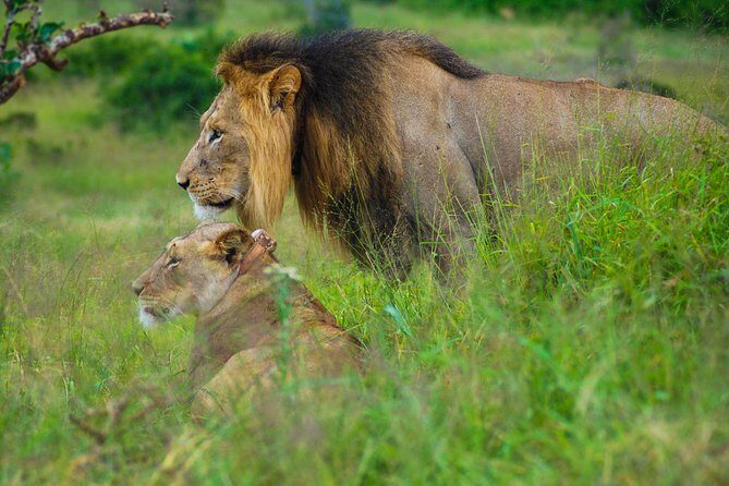 Full Day Safari Tour In Addo Elephant National Park - The guide experience: getting more out of every stop