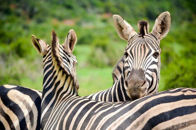 Full Day Safari Tour In Addo Elephant National Park - How long is “9 hours” in real life?
