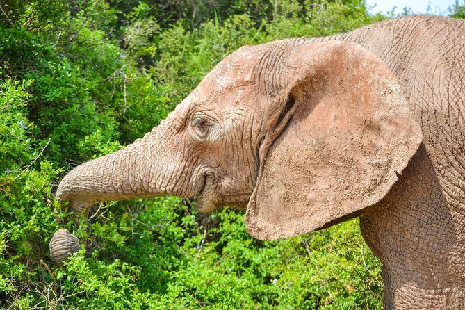 Full Day Safari Tour In Addo Elephant National Park - Price and value: a $0.00 listing vs the real worth