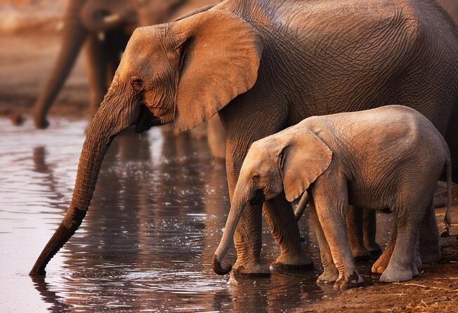 Full Day Safari Tour In Addo Elephant National Park - The Toyota Rumion safari drive: what comfort buys you