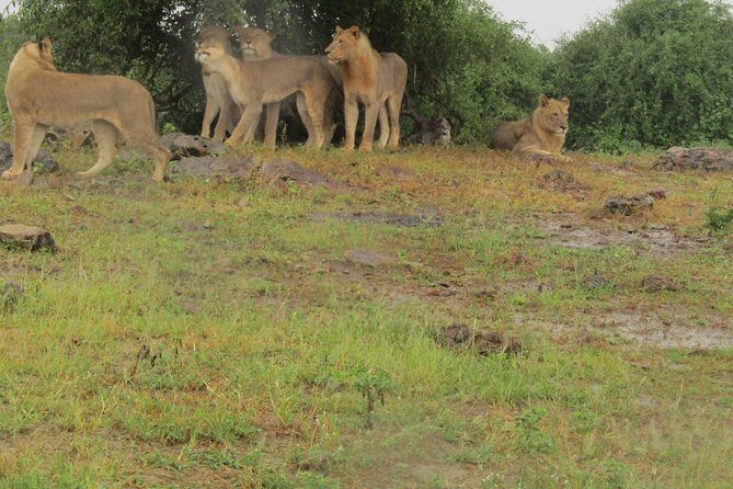 Full Day Safari Tour of Pilanesberg National Park, Open Jeep experience - Pilanesberg’s Big Five reality: impressive odds, not a vending machine