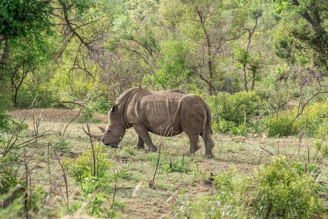 Full Day Safari Tour of Pilanesberg National Park, Open Jeep experience - The day flow: how the reserve drive usually feels