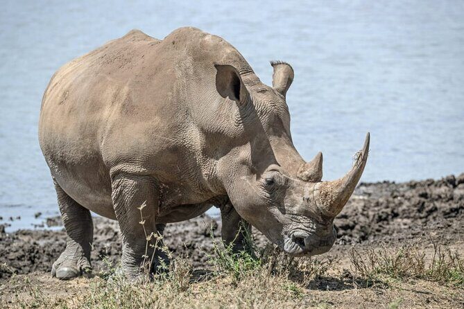 Full Day Safari Tour of Pilanesberg National Park, Open Jeep experience - Pickup timing and commute reality: avoid the stress spiral