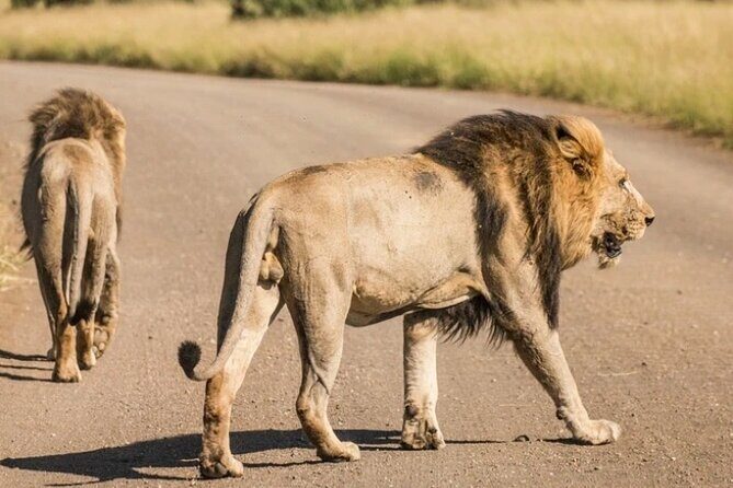 Full Day Safari Tour of Pilanesberg National Park, Open Jeep experience - Who should book this safari and who might prefer something shorter
