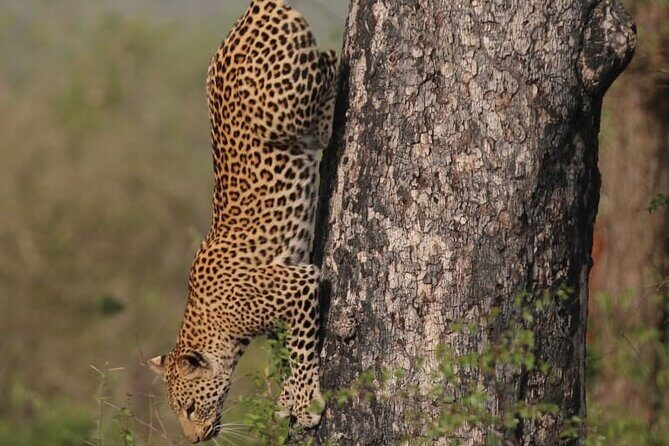 Full Day Safari Tour of Pilanesberg National Park, Open Jeep experience - What’s included in the price (and what you pay yourself)