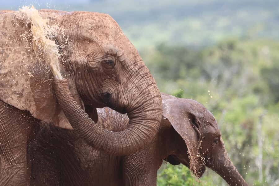 Full-Day Schotia Game Reserve & Giraffe Walk (Open 4x4) - Key Things I’d Prioritize