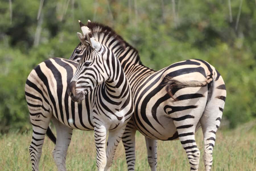 Full-Day Schotia Game Reserve & Giraffe Walk (Open 4x4) - Lunch at the farmstall: braai break and why it’s worth the timing