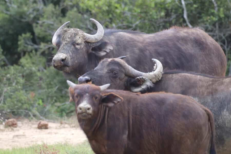 Full-Day Schotia Game Reserve & Giraffe Walk (Open 4x4) - Who this tour suits best (and who should think twice)