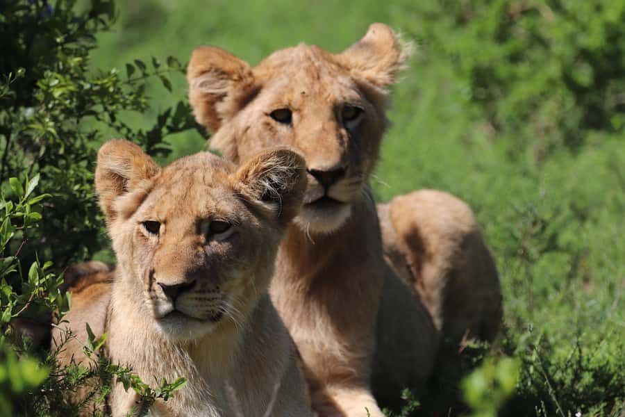 Full-Day Schotia Game Reserve & Giraffe Walk (Open 4x4) - FAQ
