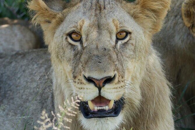 Full-Day Shared Kruger National Park Safari from Hoedspruit - Key things to know before you go