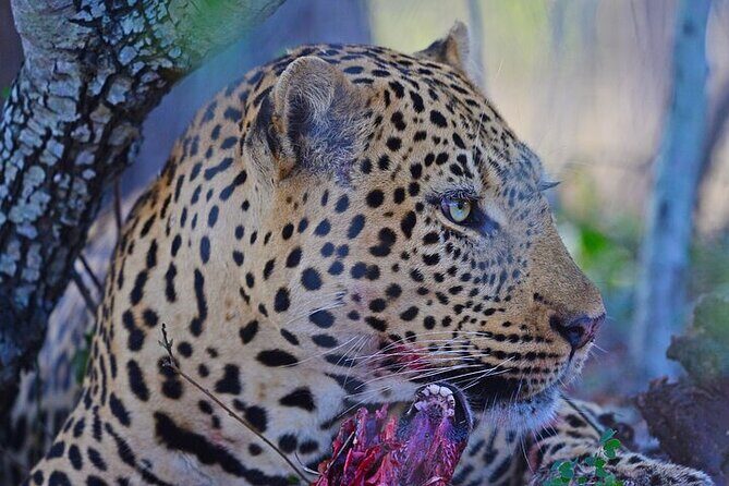 Full-Day Shared Kruger National Park Safari from Hoedspruit - The long-day reality: plan for downtime and meals