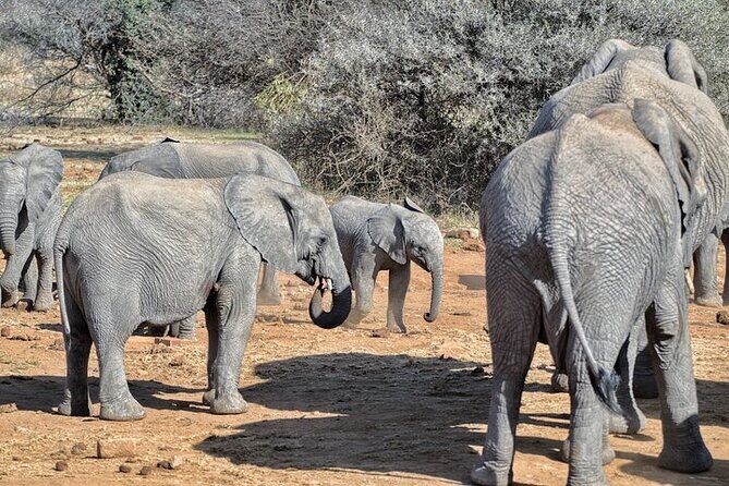 Full-Day Shared Kruger National Park Safari from Hoedspruit - Price and value: is $129.80 a good deal?
