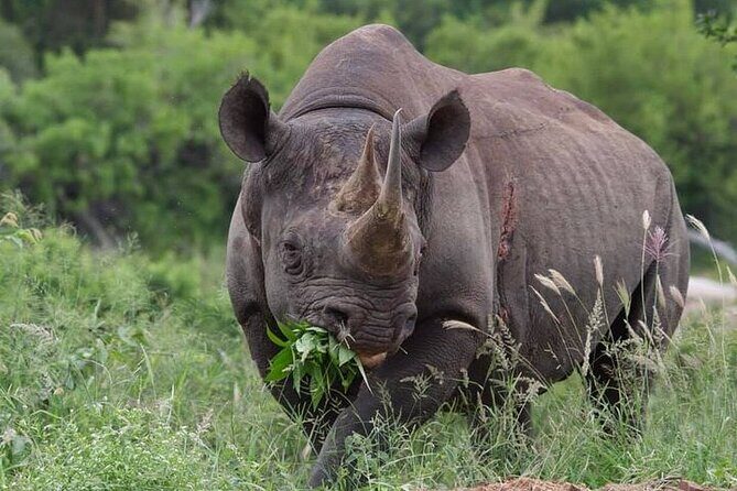 Full-Day Shared Kruger National Park Safari from Hoedspruit - Who should book this safari from Hoedspruit?