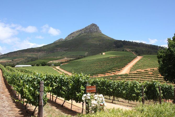 Full-Day Stellenbosch, Franschhoek and Paarl Wine Tasting Tour from Cape Town - Zevenwacht Wine Estate style tasting: an easy start before Franschhoek