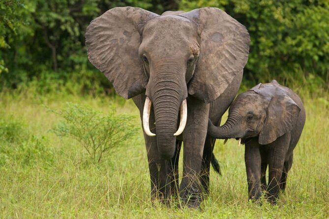 Full Day -Tala Game Reserve, Natal Lion Park, Phezulu From Durban - Phezulu Safari Park: culture, dances, and a reptile park add-on