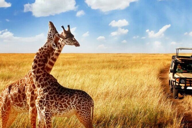 Full Day -Tala Game Reserve, Natal Lion Park, Phezulu From Durban - Price and value: what $165.21 covers on a full-day run