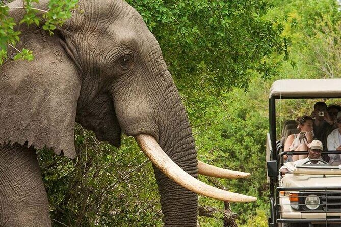 Full Day -Tala Game Reserve, Natal Lion Park, Phezulu From Durban - Should you book this Durban safari day?