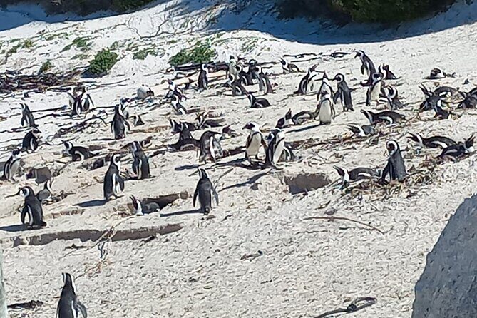 Full Day Tour for Cape of Good Hope & Boat to Seals Island - Hout Bay and the Seal Island boat: sea life without the hassle