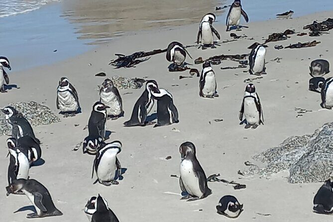 Full Day Tour for Cape of Good Hope & Boat to Seals Island - Chapman’s Peak Drive: the famous road with built-in photo stops