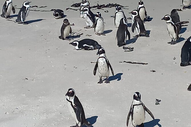 Full Day Tour for Cape of Good Hope & Boat to Seals Island - Cape Point Ostrich Farm: a short, interactive detour