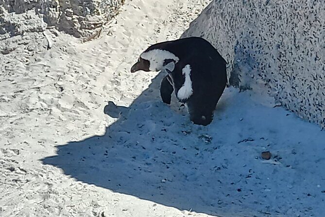 Full Day Tour for Cape of Good Hope & Boat to Seals Island - Cape of Good Hope Nature Reserve: the stop with the most “big nature” feel