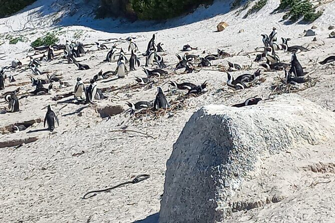 Full Day Tour for Cape of Good Hope & Boat to Seals Island - Boulders Beach Penguin Colony: the boardwalk experience you’ll remember