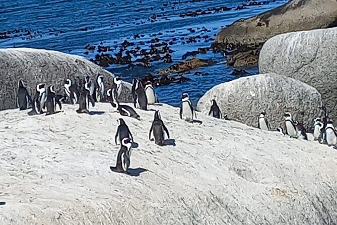 Full Day Tour for Cape of Good Hope & Boat to Seals Island - Camps Bay is a quick Atlantic teaser