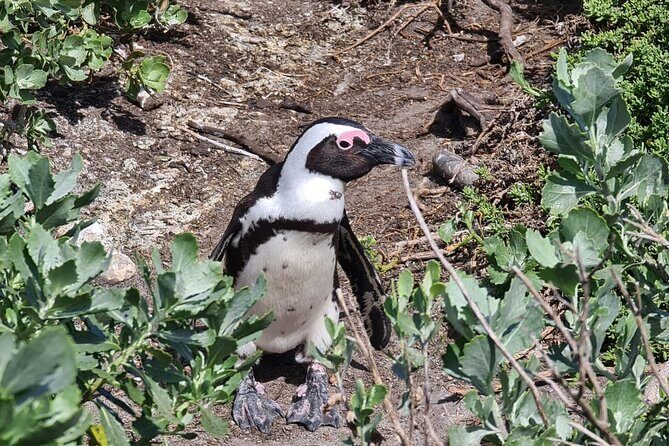 Full-Day Tour Stony Point Penguin Colony at Betty's Bay (up to 10 persons) - How the day runs from pickup to penguin viewing