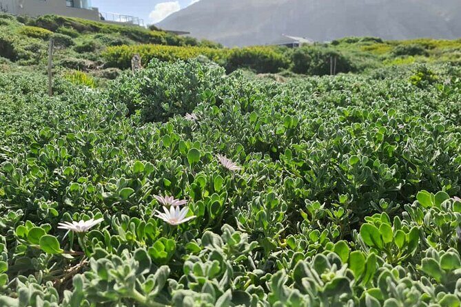 Full-Day Tour Stony Point Penguin Colony at Betty's Bay (up to 10 persons) - Photography that does the work for you (and saves your hands)