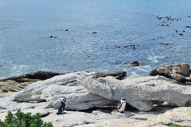 Full-Day Tour Stony Point Penguin Colony at Betty's Bay (up to 10 persons) - Who this tour is best for (and who should reconsider)