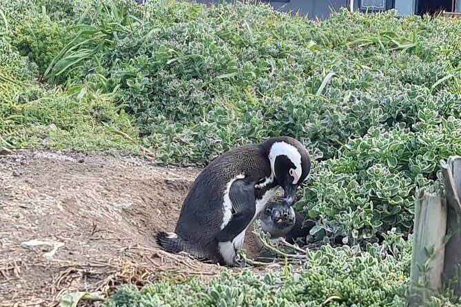 Full-Day Tour Stony Point Penguin Colony at Betty's Bay (up to 10 persons) - A quick reliability check before you set off
