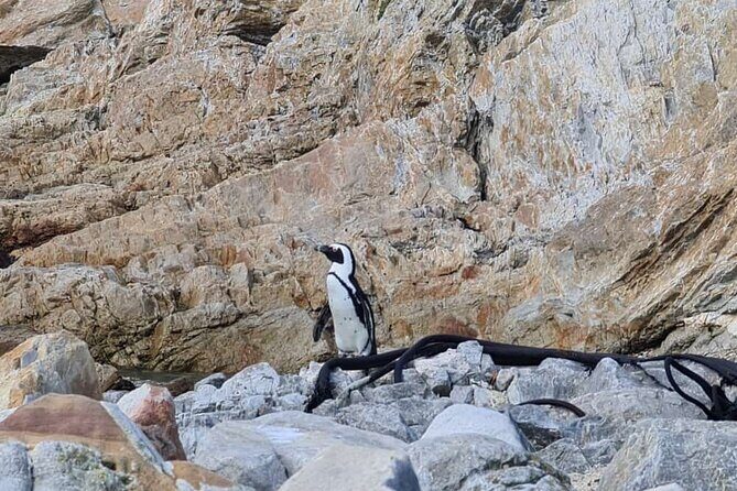 Full-Day Tour Stony Point Penguin Colony at Betty's Bay (up to 10 persons) - The R44 Clarens Drive and Gordon’s Bay: where the trip starts pretty