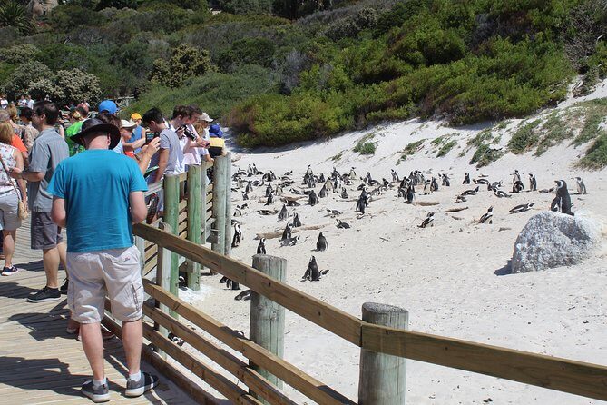 Full-Day Tour to Cape Point and Cape of Good Hope - Stop 4: Cape of Good Hope—Cliffs, Birds, Baboon Chances, and Fynbos