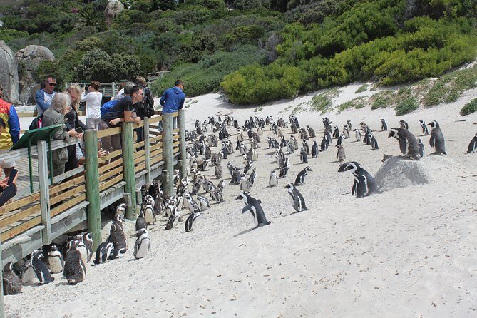 Full Day visit to Cape Point Cape of Good Hope for Special needs from Cape Town - Ostrich Farm stop: a calm break with hands-on feeding