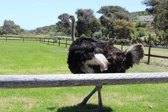 Full Day visit to Cape Point Cape of Good Hope for Special needs from Cape Town - Simon’s Town and Kirstenbosch: old town charm meets plant obsession