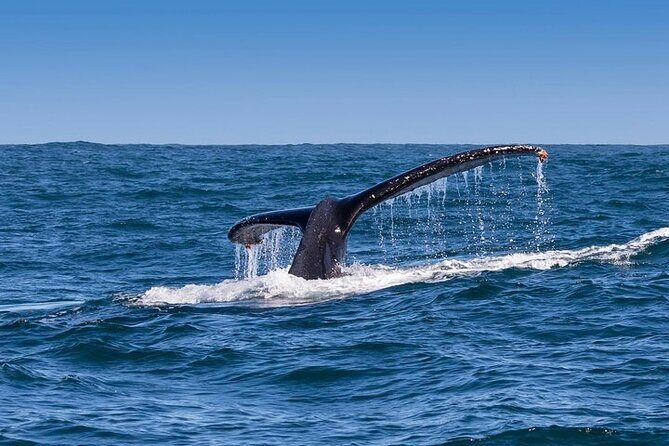 Full-Day Whale Watching and Wine Region Experience from Cape Town - Whale spotting in Hermanus, with a skipper who talks through what you’re seeing