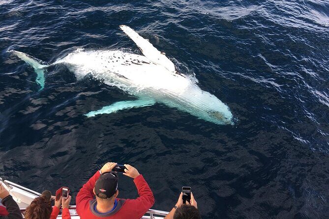Full-Day Whale Watching and Wine Region Experience from Cape Town - Hemel en Aarde for a quick taste and lunch on your terms