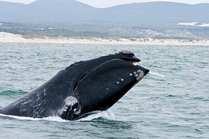 Full-Day Whale Watching and Wine Region Experience from Cape Town - When to go for more whale action: a seasonal tip