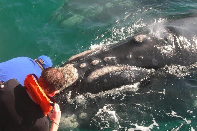 Full-Day Whale Watching and Wine Region Experience from Cape Town - The on-water experience: what makes it feel special (and what’s not fully private)