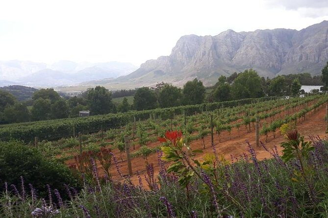 Full Day Wine Tasting in Stellenbosch, Franschoek & Paarl fees included - Stop 1 in Stellenbosch: DeMorgenzon and Its Chenin Blanc Focus