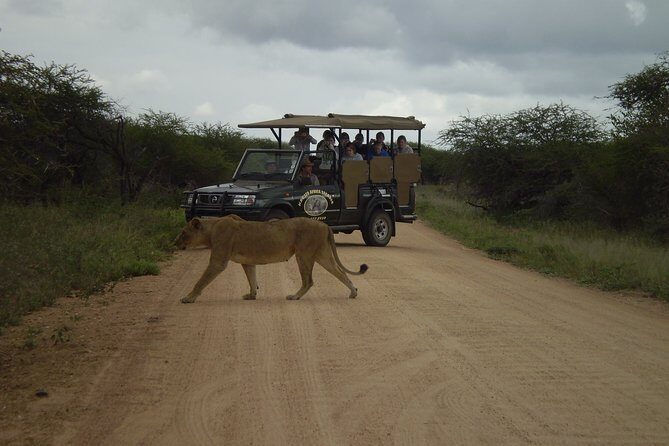 Fullday Gamedrives in Kruger National Park from Marlothpark - Key Highlights You Should Know Before You Go