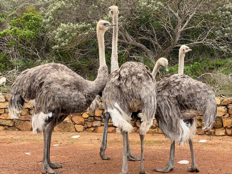 Fully Day Cape Of Good Hope, Penguins, Bo Kaap , Seals Tour - A One-Day Cape Peninsula Plan That Actually Fits