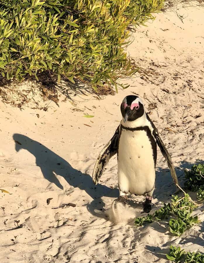 Fully Day Cape Of Good Hope, Penguins, Bo Kaap , Seals Tour - Simon’s Town Lunch and Cape Point Time