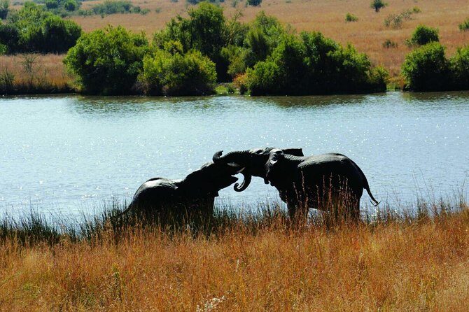 Fully inclusive Pilanesberg safari from Johannesburg - What the ranger guide adds (and why it can be worth the money)