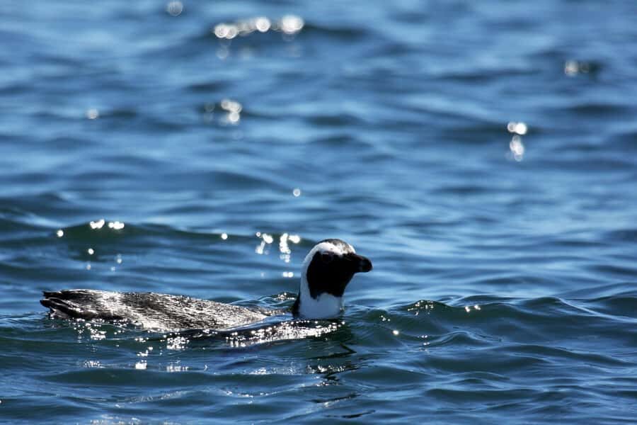Gansbaai and Big 5 Sea Safari Full-Day Tour from Cape Town - Key Highlights You’ll Actually Care About