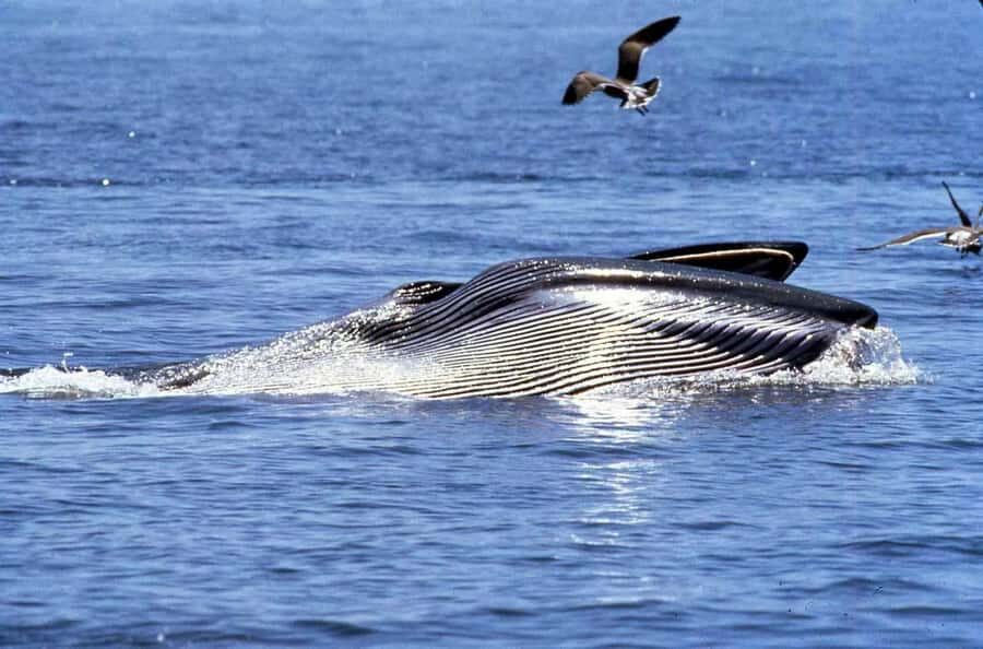 Gansbaai and Big 5 Sea Safari Full-Day Tour from Cape Town - Road From Cape Town to Gansbaai: Views That Make the Day Feel Longer